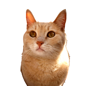 Adorable Close Up Of A Curious Orange Cat With Striking Eyes And Soft Fur. 14758 - Cat PNG image with transparent background